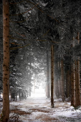 Waldweg, Rückegasse im Winter zwischen hohen und schneebedeckten Fichten