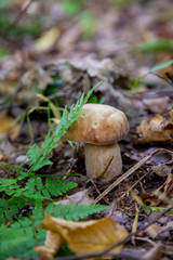 Single Boletus mushroom in the wild. Porcini mushroom grows on the forest floor at autumn season..