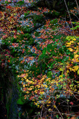 苔むした岩と降り積もった紅葉