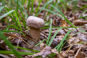 Boletus mushroom in the wild. Porcini mushroom grows on the forest floor at autumn season..
