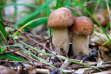 Mushroom family of boletus mushroom in the wild. Porcini mushroom grows on the forest floor at autumn season..