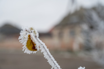 Frozen plants in winter with the hoarfrost