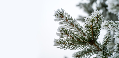 Coniferous branches covered with hoarfrost