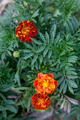 Close-up of beautiful marigold blossom, french marigold's flower, Tagetes patula. Tagetes garden flower.