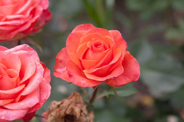 Beautiful rose bush growing in the garden.