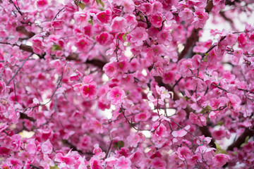 pink cherry tree blossom 