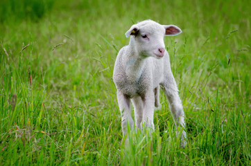 Young Sheep in the Green Field.