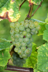 Weintrauben