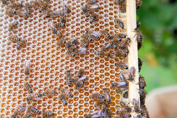 Close up view of working bees on honeycomb with sweet honey.