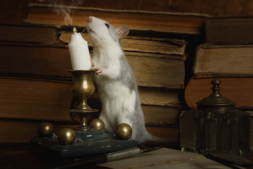Nice gray rat blows out a candle