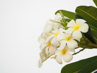 ฺBeautiful plumeria rubra flowers on white background.