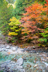 紅葉の阿寺渓谷