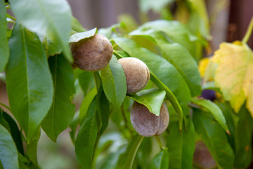 Small peaches on a tree branch on sunny summer day.