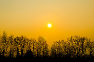 Sunset over Bare Trees in Switzerland.