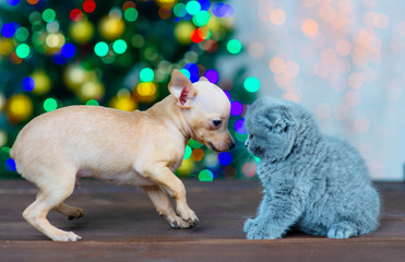 Fototapeta na wymiar puppy with a kitten on Christmas background