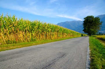 Fototapeta na wymiar Corn Field close to a Road with Trees and Mountain in Switzerland.