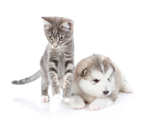 Striped kitten is jumping next to a malamute puppy. They look at the camera. Isolated on a white background