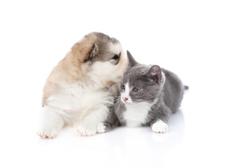 A gray kitten is sitting next to a puppy of malamute. A puppy whispers a kitten in the ear. Isolated on a white background