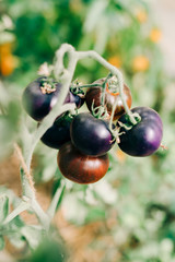 summer greenhouse with lots of young purple tomatoes