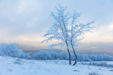 Fototapeta na wymiar Frozen tree branches in the forest