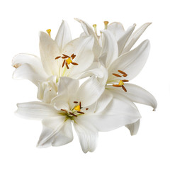 Bouquet of delicate elegant white lilies isolated on a white background.