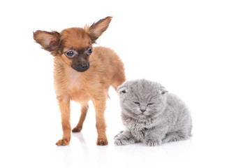 puppy toy Terrier and kitten Scottish breed on white background