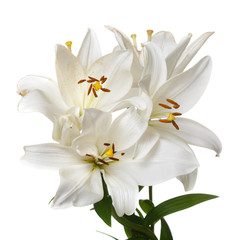 Fototapeta na wymiar Bouquet of delicate elegant white lilies isolated on a white background.