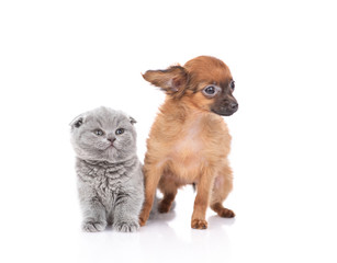 Obraz premium puppy toy Terrier and kitten Scottish breed on white background