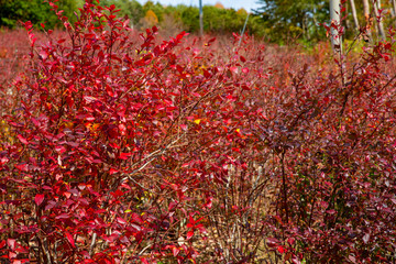 紅葉したブルーベリーの木