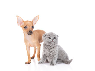 Obraz premium puppy toy Terrier and kitten Scottish breed on white background