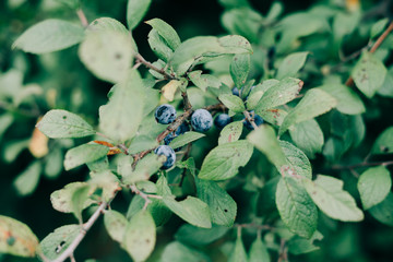 blue ripe blackthorn berries on a green branch