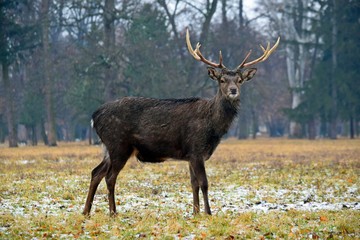 Dybowskii Deer in Forest Winter Portrait