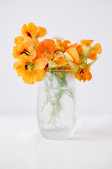 cut edible multicolored nasturtium flowers in a glass Cup on white background