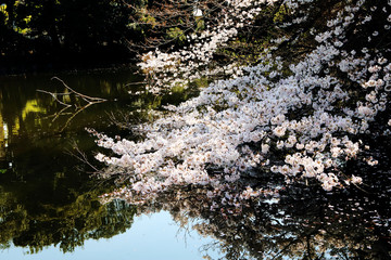 Shinjuku Cherry Blossom 1