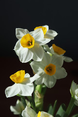 Naklejka na ściany i meble Blooming white daffodils with a faint scent.