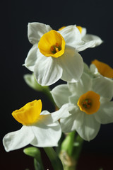 Blooming white daffodils with a faint scent.