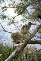 Heron nestling near the nest. The Volga River Delta. Summer