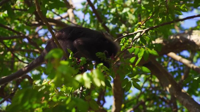 Slow Motion footage of an adorable, cute and curious dusky leaf monkey on a tree on Perhentian Island, Malaysia, eating from the leaves with hsi family.