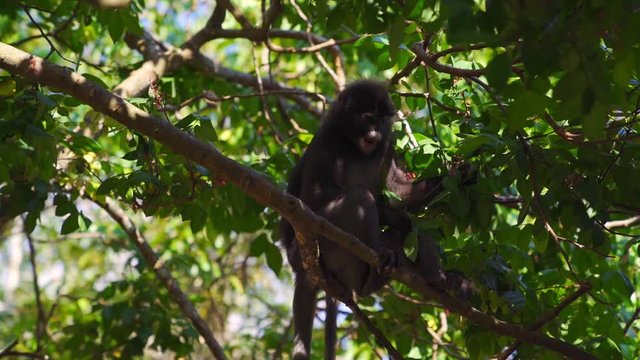 Slow Motion footage of a cute and curious dusky leaf monkey on a tree on Perhentian Island, Malaysia, eating from the leaves with hsi family.