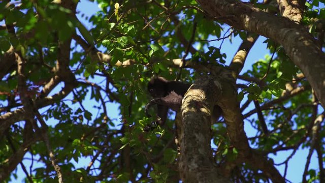 Slow Motion footage of an adorable and curious dusky leaf monkey on a tree on Perhentian Island, Malaysia, eating from the leaves with hsi family.
