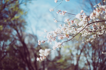 blossom in spring