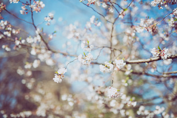 cherry blossom in spring