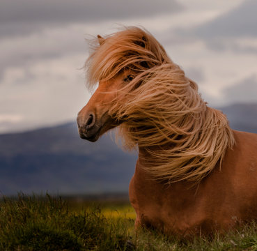 Portrait of a Icelandic horse in the wind
