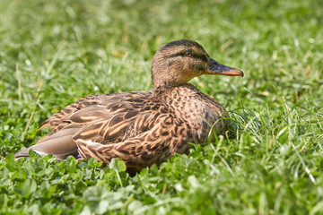 Wild female duck mallard resting in the grass in the sun
