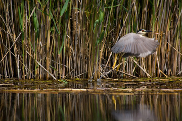 Heron soaring. The Volga River Delta. Summer
