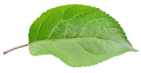 Apple leaves isolated on white