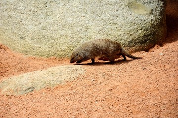 mongoose walking in a zoo