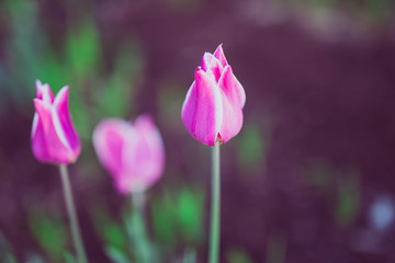Obraz premium tulips in spring