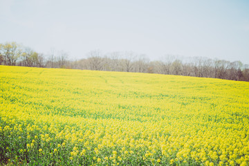 Obraz premium field of yellow flowers