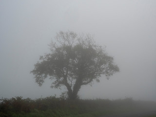 Fototapeta na wymiar Very foggy empty landscape in autumn with bare trees in silhoutet
